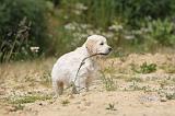 GOLDEN RETRIEVER 340